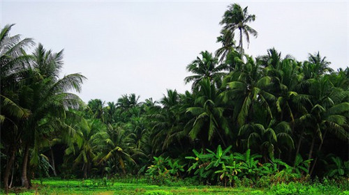 嘿咖部落